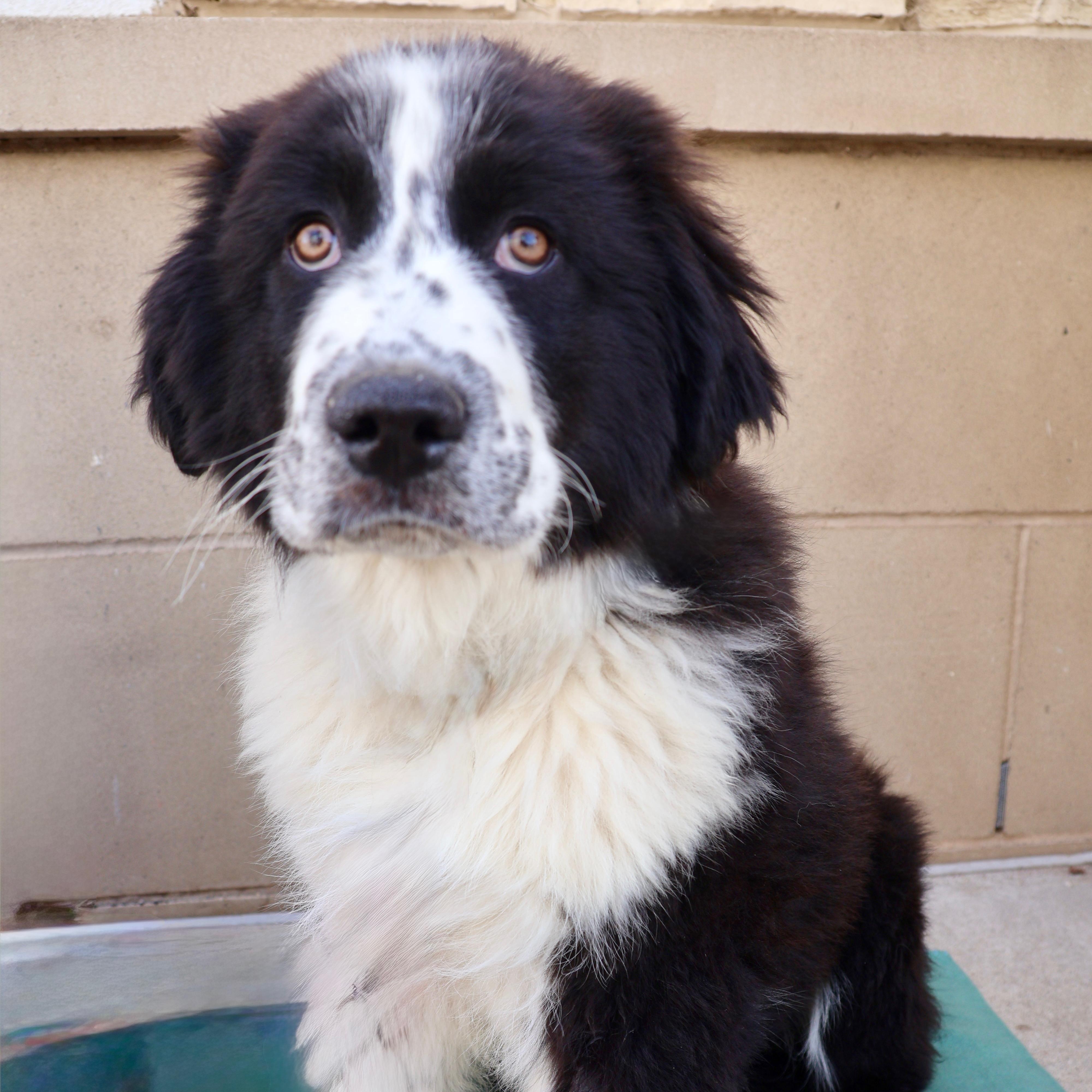 Bruno, ADOPTABLE, Puppy Male Great Pyrenees & Border Collie.
