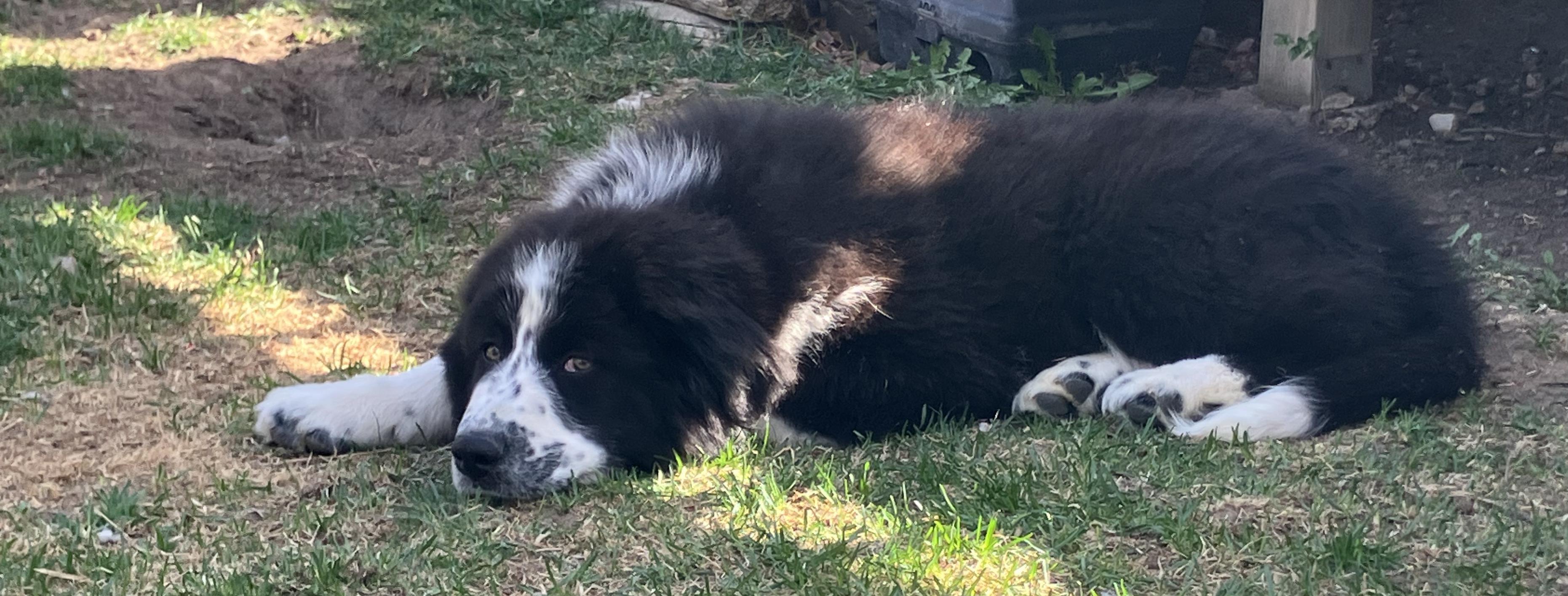 Enlarge Bruno, a ADOPTABLE mixed breed in Fort Collins, CO image 6/6