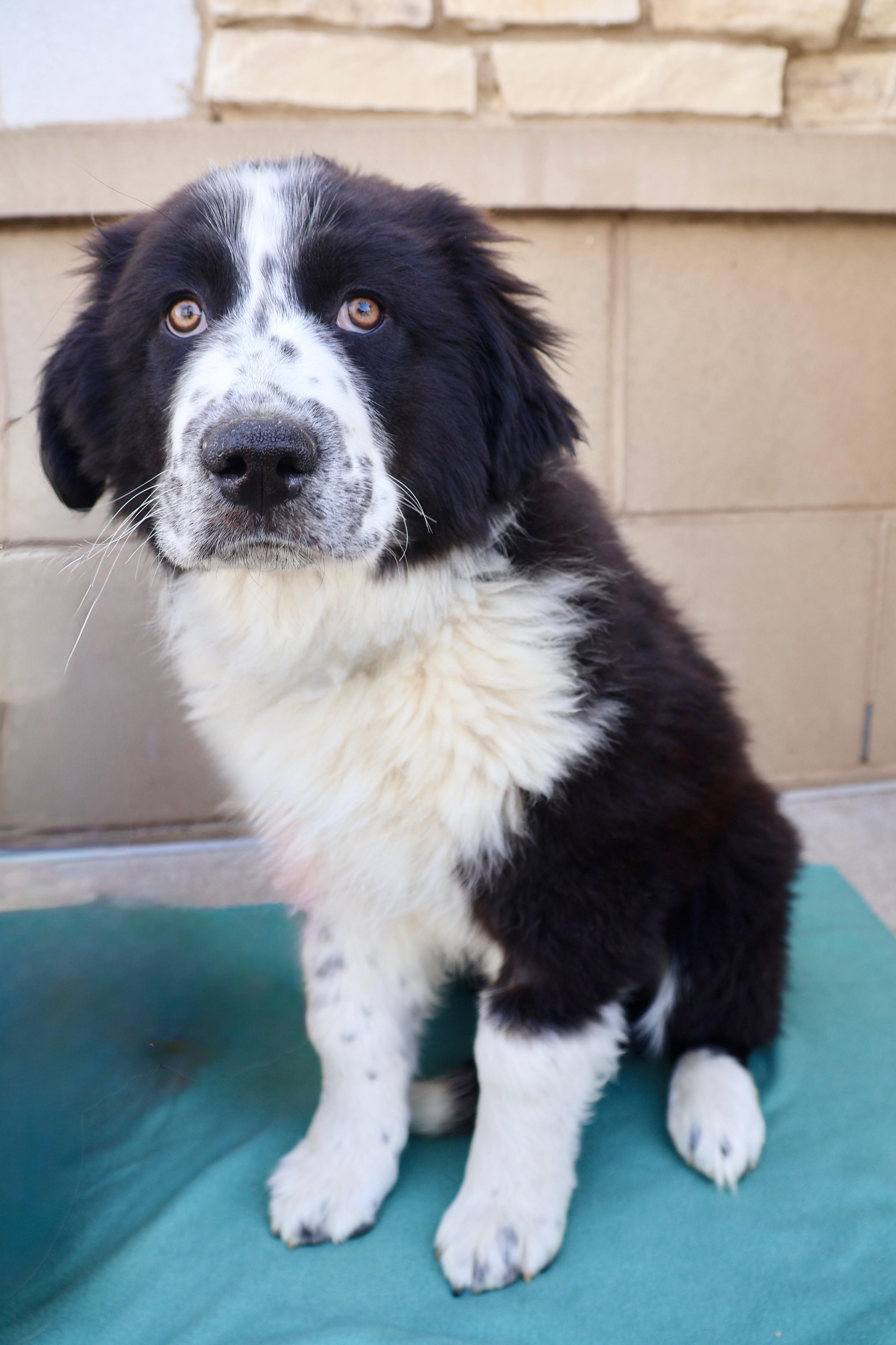 Enlarge Bruno, a ADOPTABLE mixed breed in Fort Collins, CO image 5/6