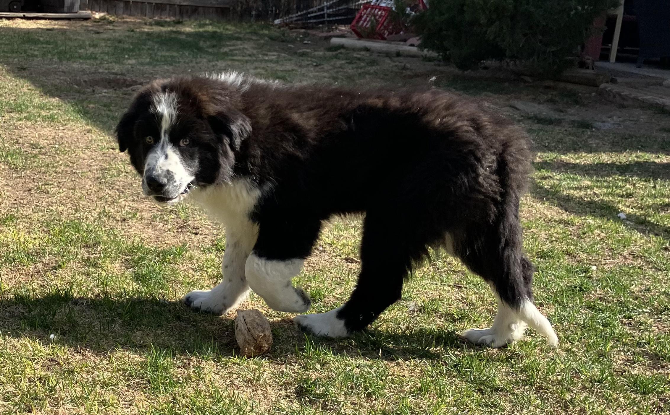 Enlarge Bruno, a ADOPTABLE mixed breed in Fort Collins, CO image 4/6