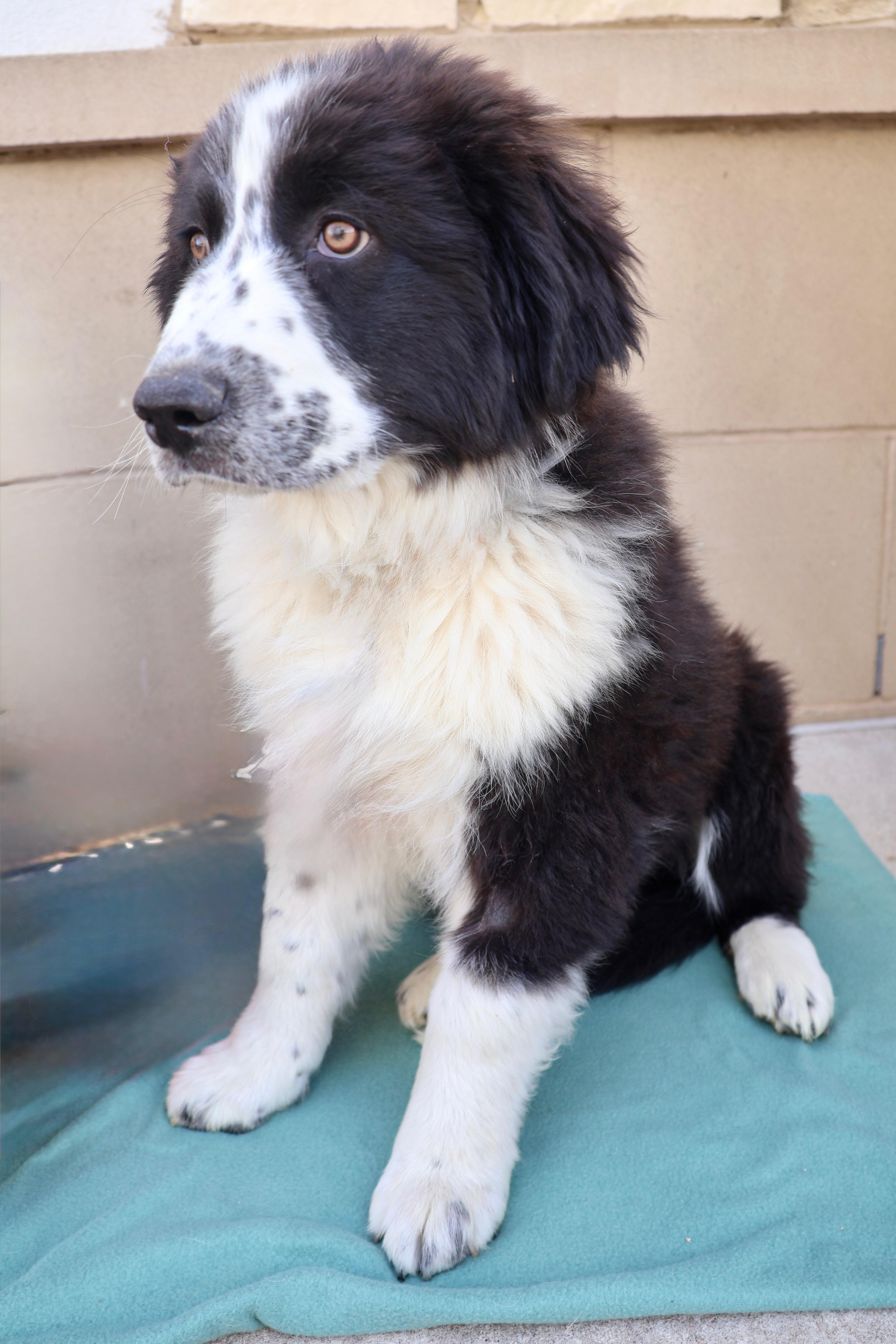 Enlarge Bruno, a ADOPTABLE mixed breed in Fort Collins, CO image 3/6