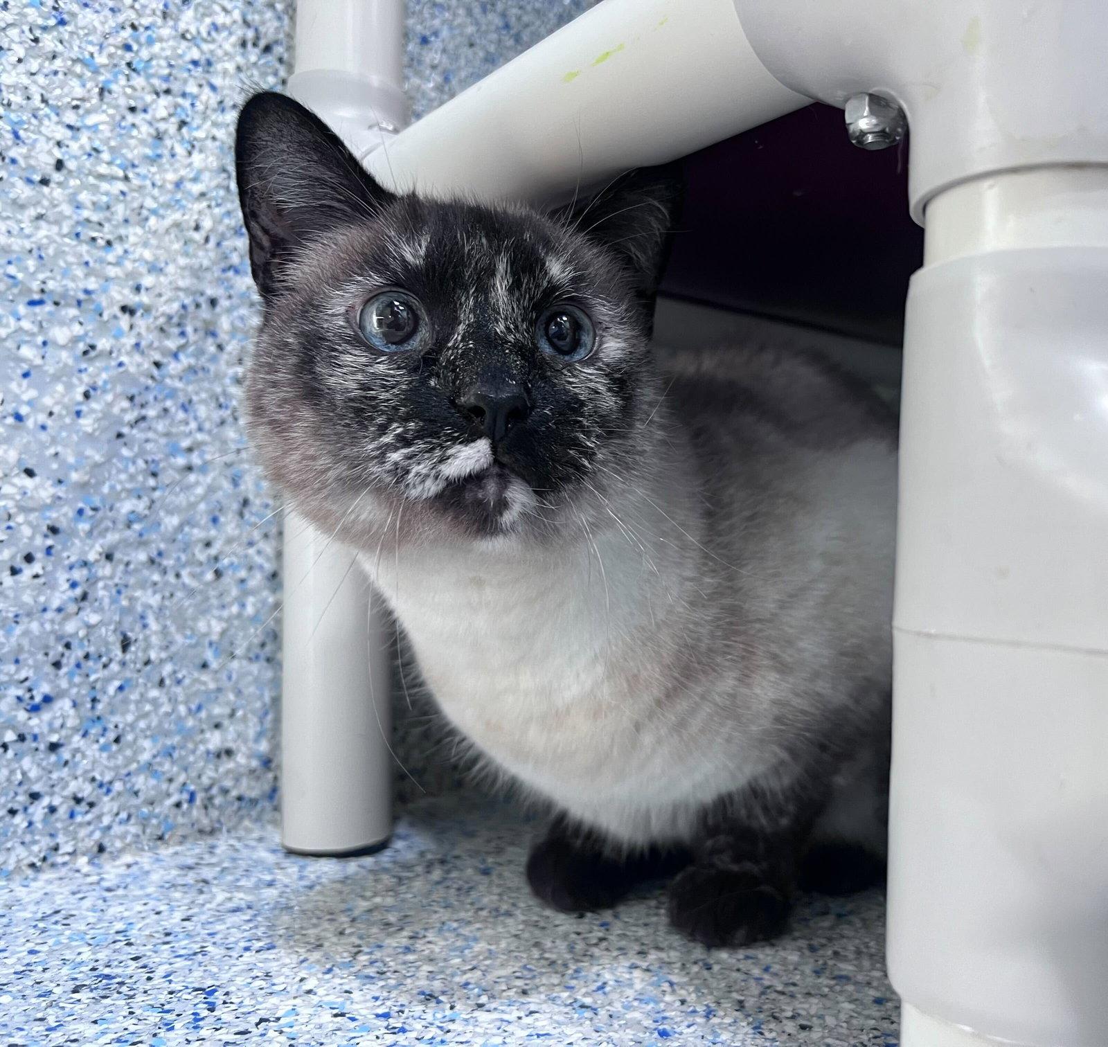 Umara, Adoptable, Senior Female Domestic Short Hair.