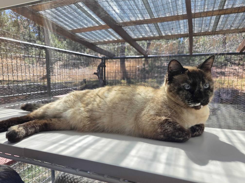 Enlarge Umara, a Adoptable Domestic Short Hair in Colorado Springs, CO image 2/3