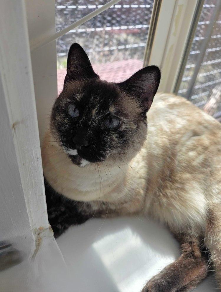 Enlarge Umara, a Adoptable Domestic Short Hair in Colorado Springs, CO image 3/3