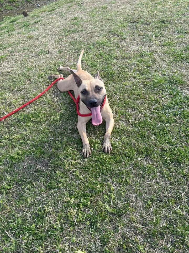 Dalia — thumbnail 2