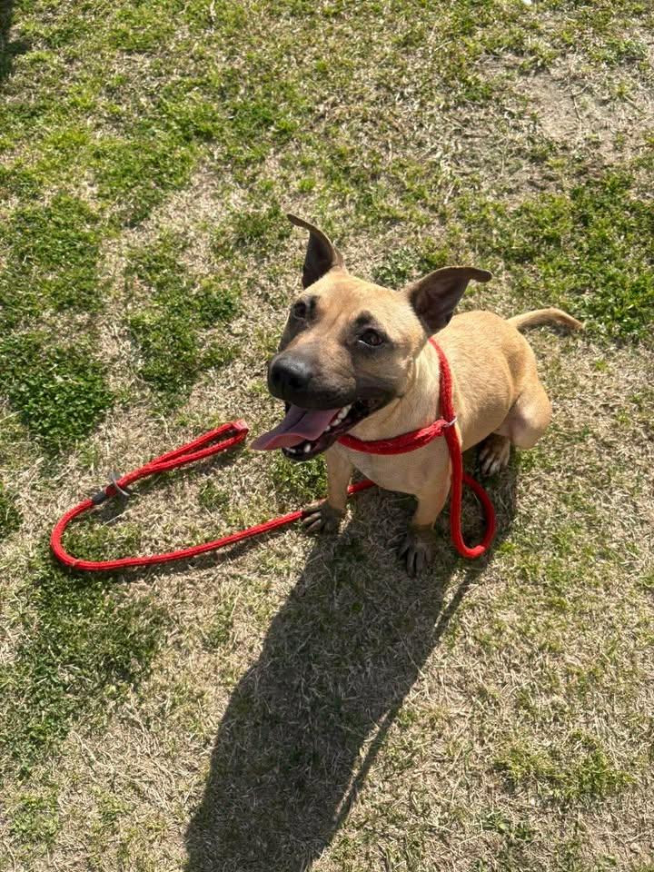 Dalia — thumbnail 3