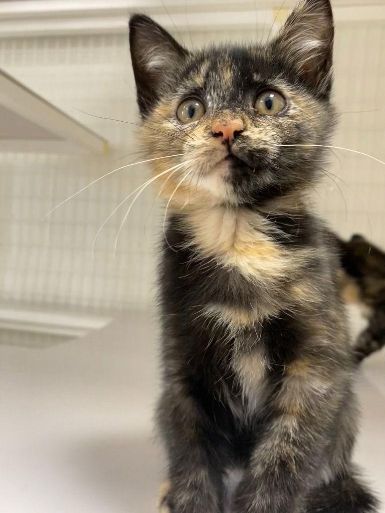 25-37 Kiara, Adoptable, Kitten Female Domestic Short Hair.