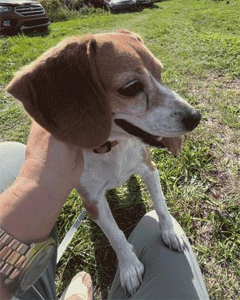 Nelly, Adoptable, Adult Female Beagle.