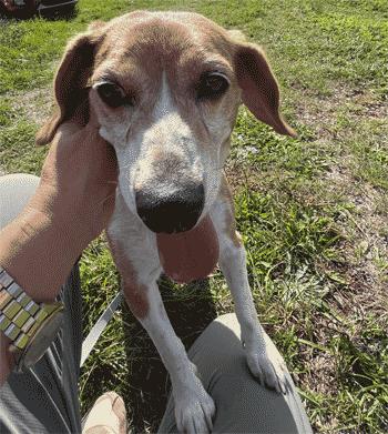 Nelly, Adoptable, Adult Female Beagle.