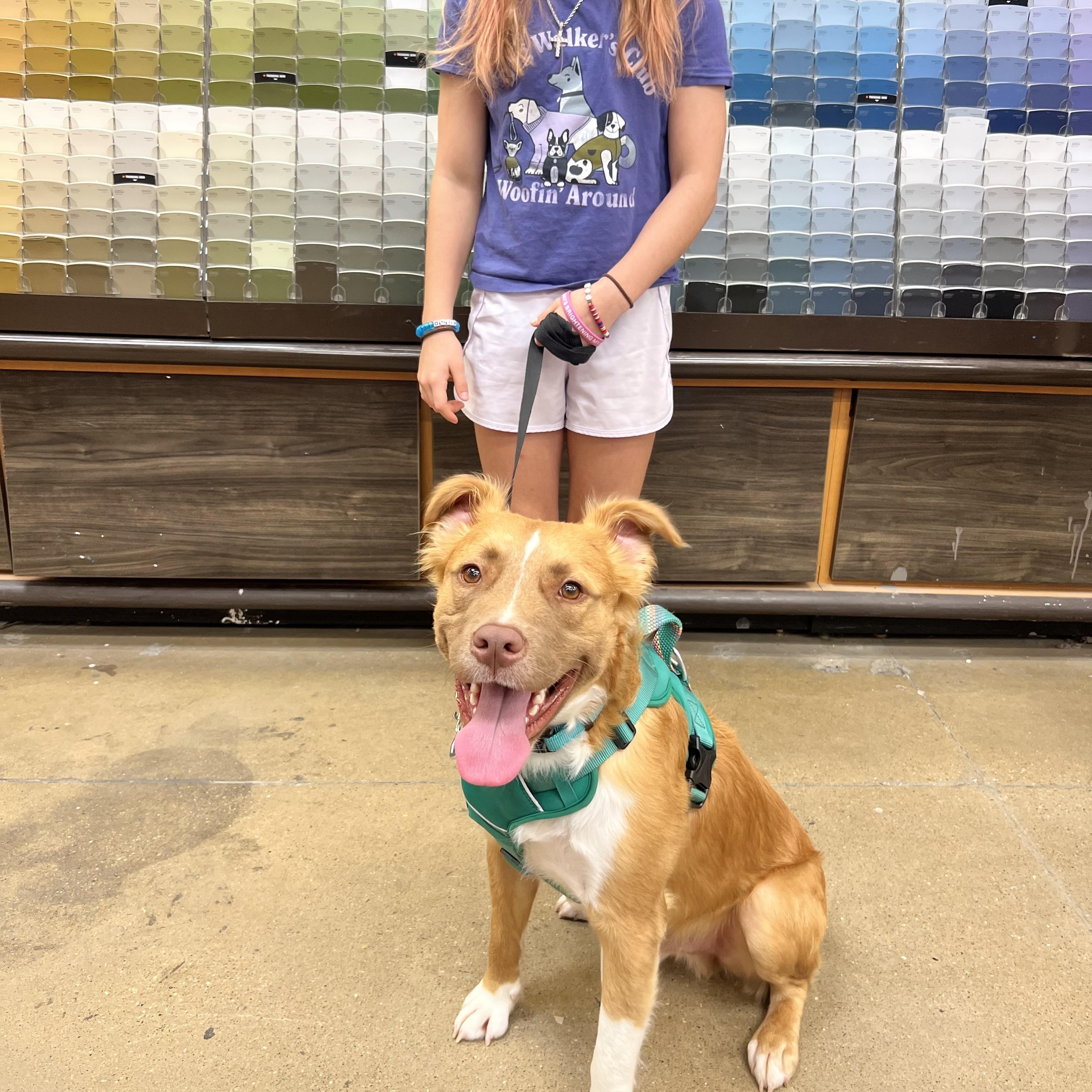 Enlarge Bingo, a Adoptable mixed breed in Alexandria, VA image 1/6
