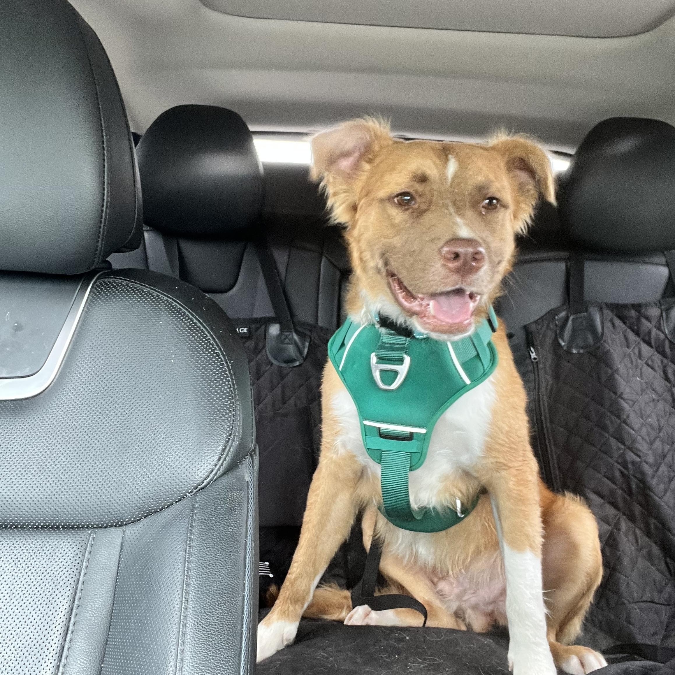 Enlarge Bingo, a Adoptable mixed breed in Alexandria, VA image 2/6