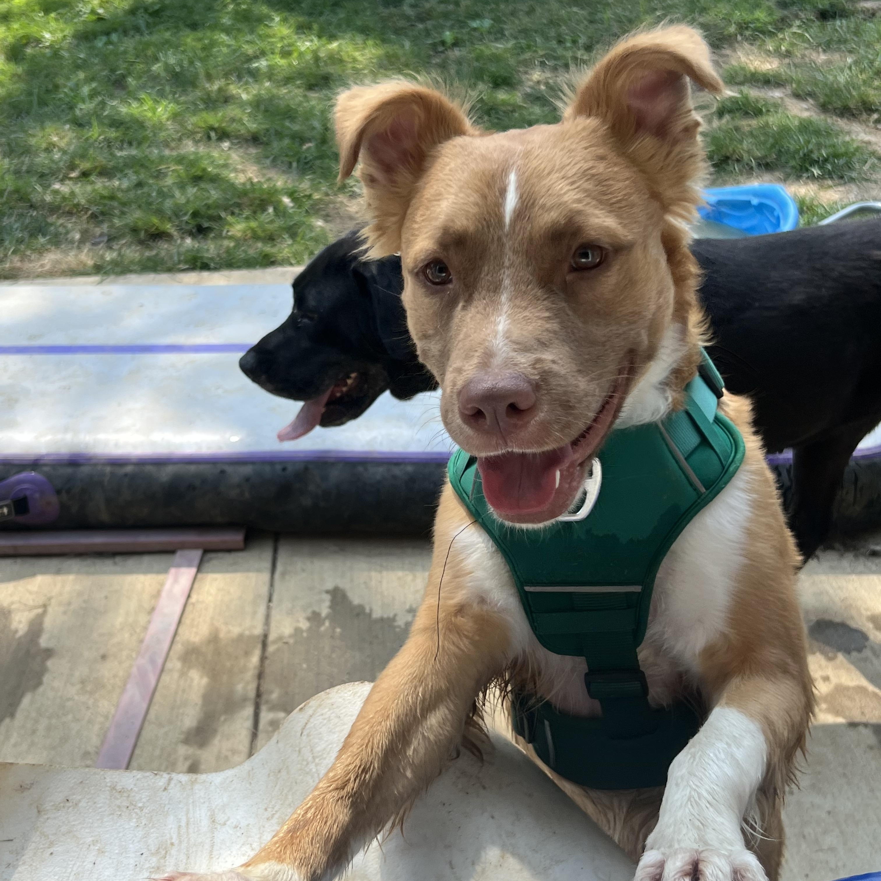 Enlarge Bingo, a Adoptable mixed breed in Alexandria, VA image 4/6