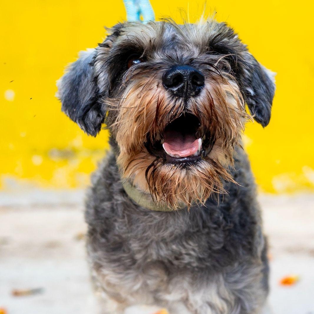 Meet Tikal  A Sweet Survivor Ready for His Forever Home Tikal is a gentle and affectionate boy who 