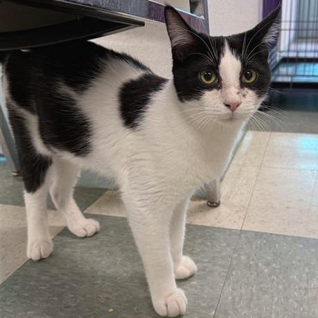 Enlarge Lane, a Adoptable American Shorthair in Mount Shasta, CA image 1/5