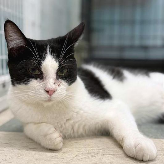 Enlarge Lane, a Adoptable American Shorthair in Mount Shasta, CA image 2/5