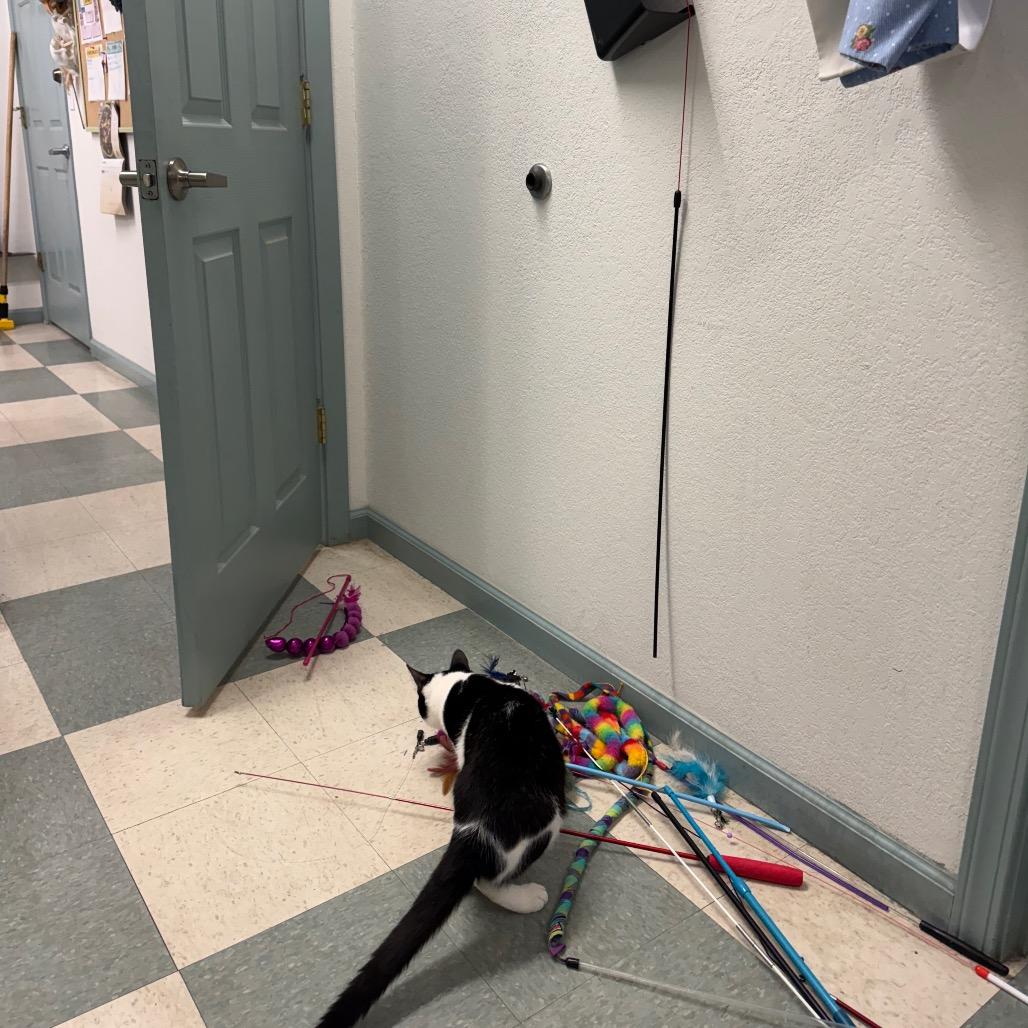 Enlarge Lane, a Adoptable American Shorthair in Mount Shasta, CA image 3/5