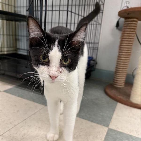 Enlarge Lane, a Adoptable American Shorthair in Mount Shasta, CA image 4/5