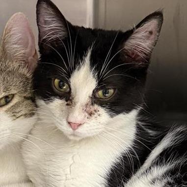 Enlarge Lane, a Adoptable American Shorthair in Mount Shasta, CA image 1/1