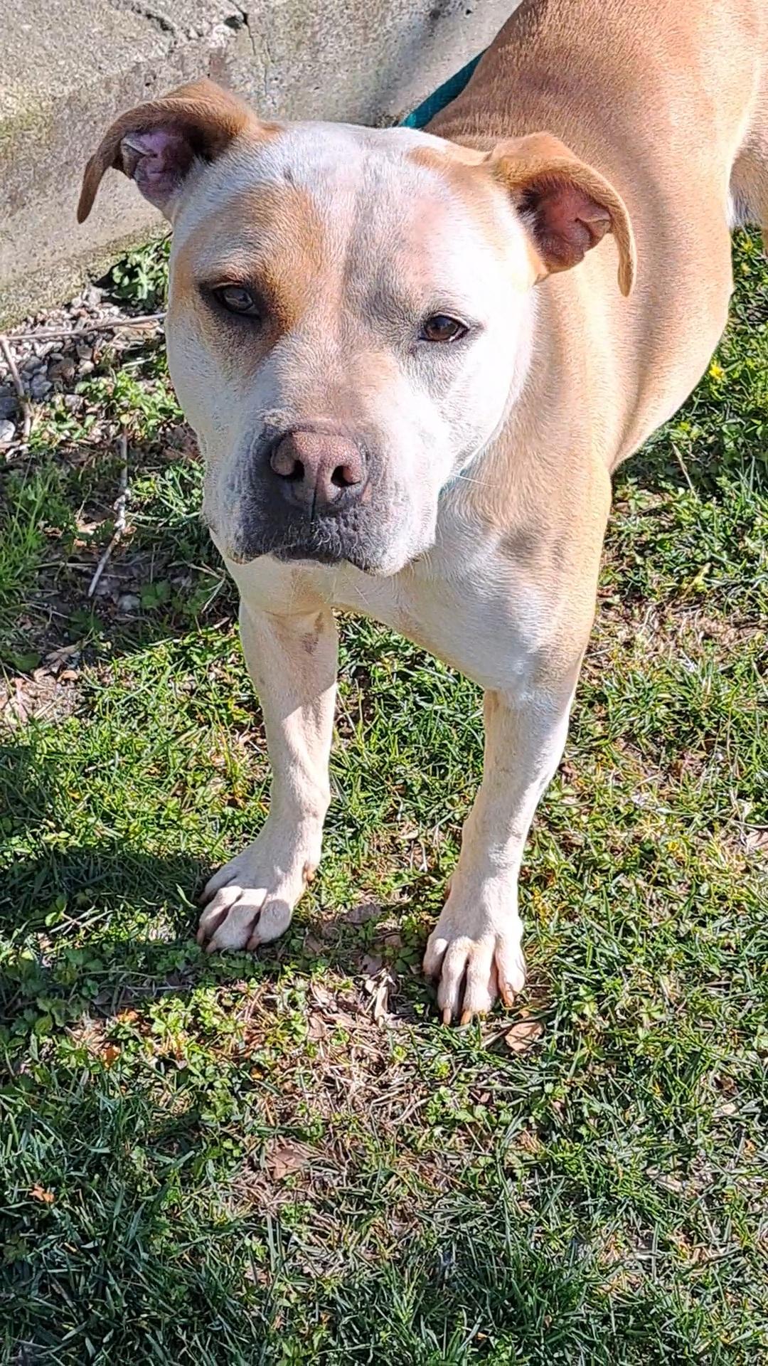 Sparkles, a Adoptable Pit Bull Terrier in Westminster, SC image 4/6