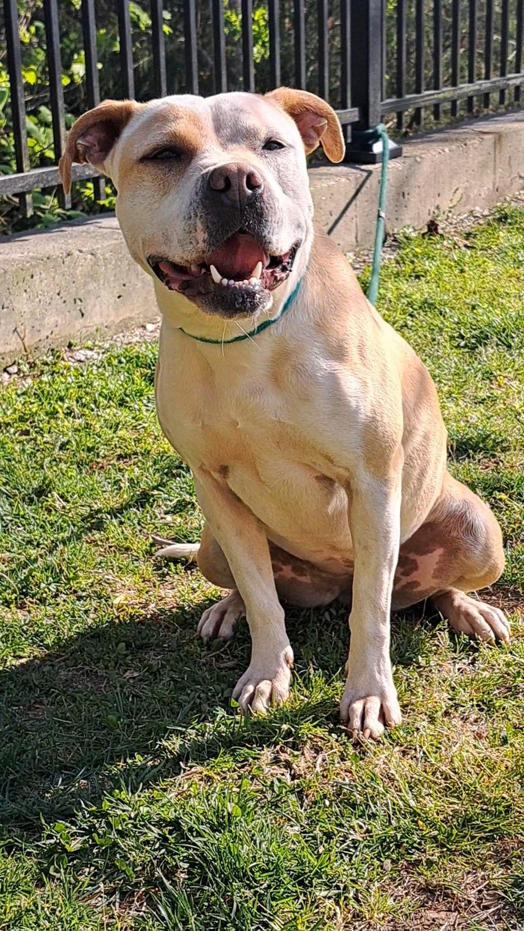 Sparkles, a Adoptable Pit Bull Terrier in Westminster, SC image 6/6