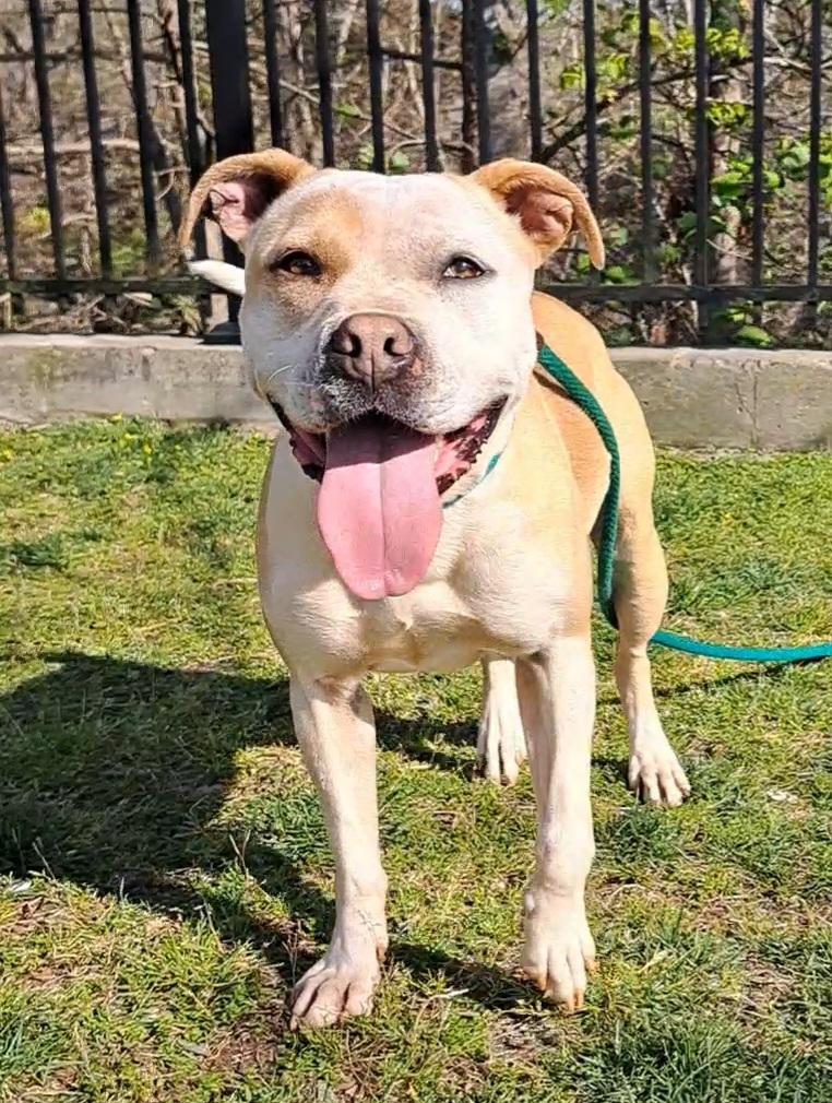 Sparkles, Adoptable, Adult Female Pit Bull Terrier.