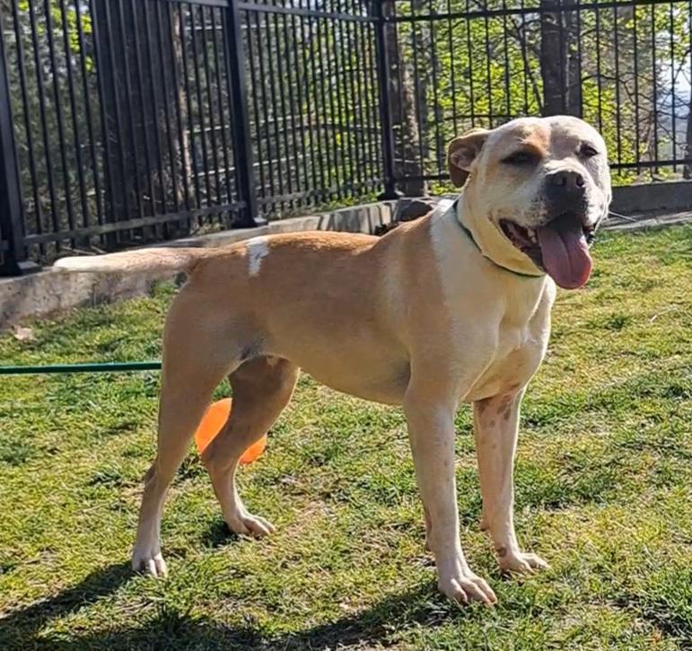 Sparkles, a Adoptable Pit Bull Terrier in Westminster, SC image 3/6