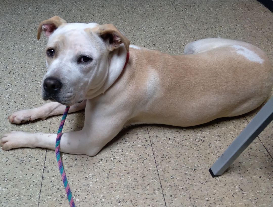 Sparkles, a Adoptable Pit Bull Terrier in Westminster, SC image 2/6