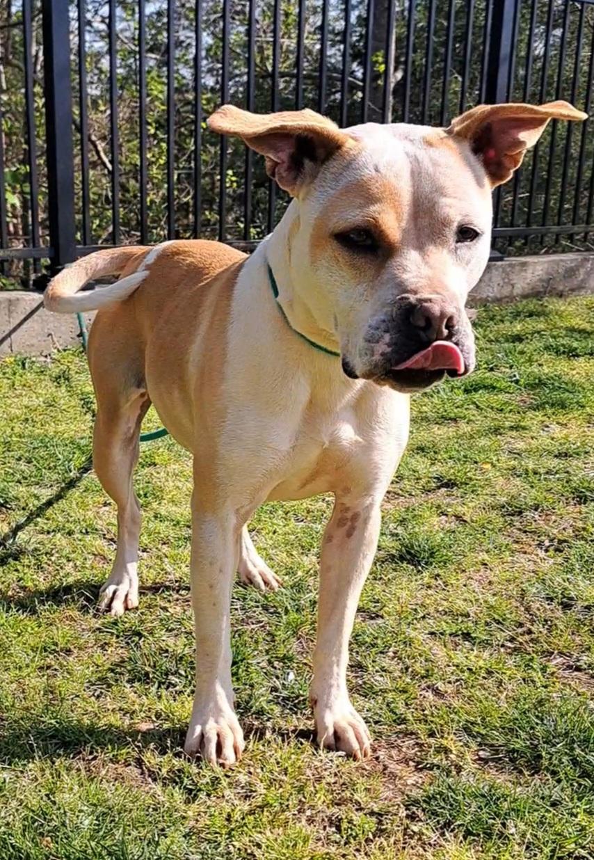 Sparkles, a Adoptable Pit Bull Terrier in Westminster, SC image 5/6