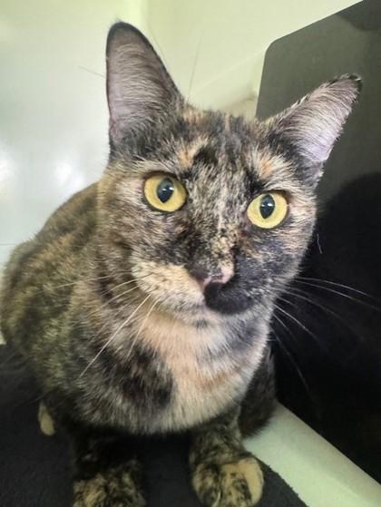 Enlarge Coco, a Adoptable Domestic Short Hair in Honolulu, HI image 1/1
