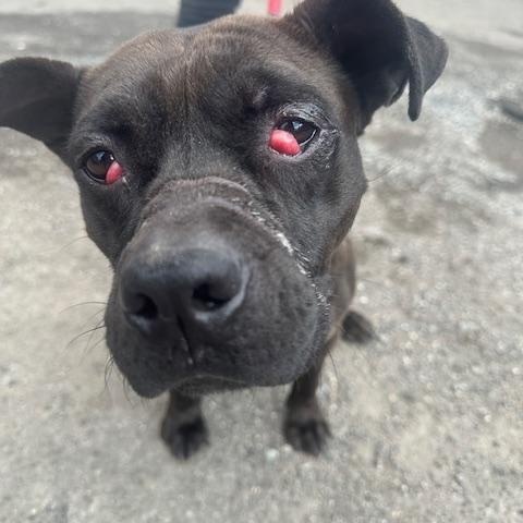 Willow, a ADOPTABLE American Staffordshire Terrier in Lyndhurst, NJ image 2/3