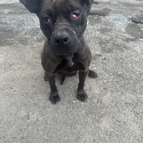 Willow, a ADOPTABLE American Staffordshire Terrier in Lyndhurst, NJ image 3/3