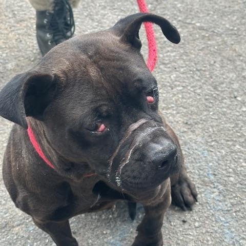 Willow, a ADOPTABLE American Staffordshire Terrier in Lyndhurst, NJ image 1/3