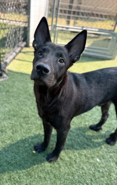 Enlarge NEAL, a Adoptable mixed breed in Dallas, TX image 1/1