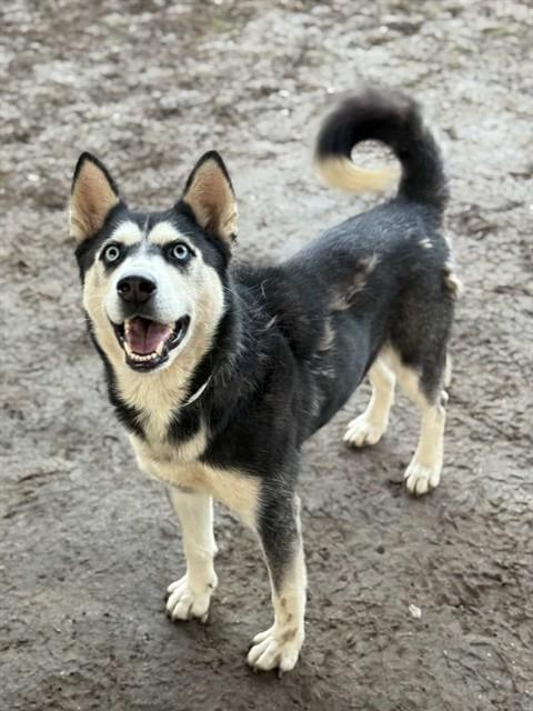 Enlarge FOREST, a Adoptable Siberian Husky in Riverside, CA image 1/1