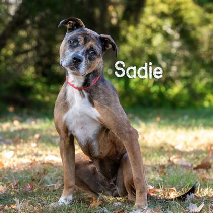 Enlarge Sadie, a Adoptable mixed breed in Savannah, GA image 1/1