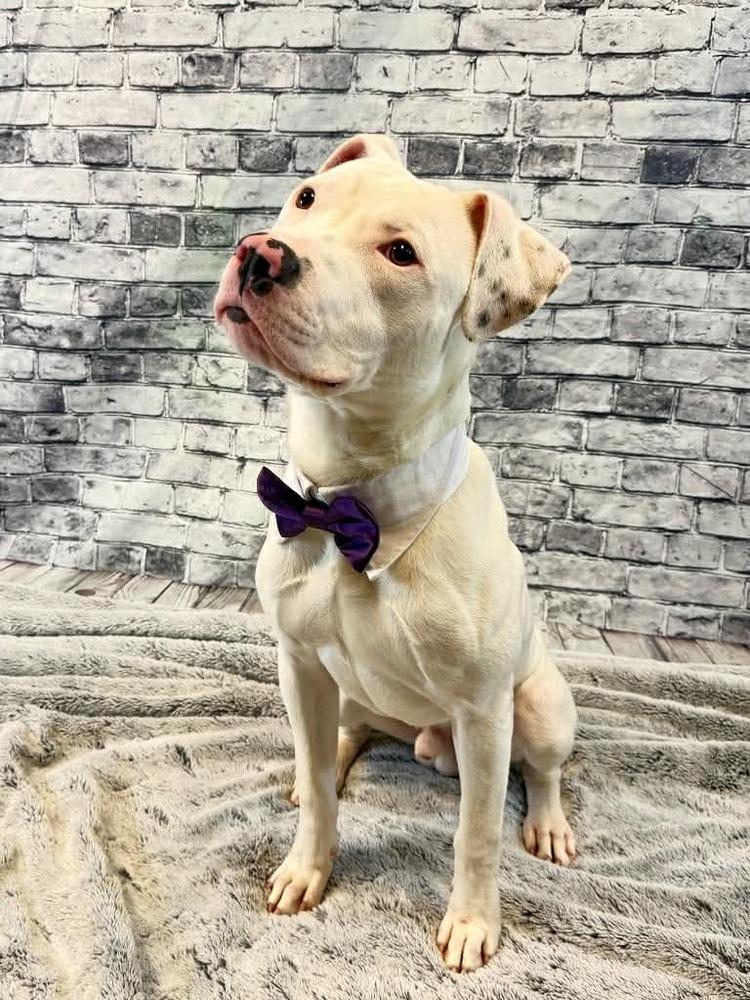 Enlarge Puck, a Adoptable mixed breed in Grand Rapids, MI image 1/5