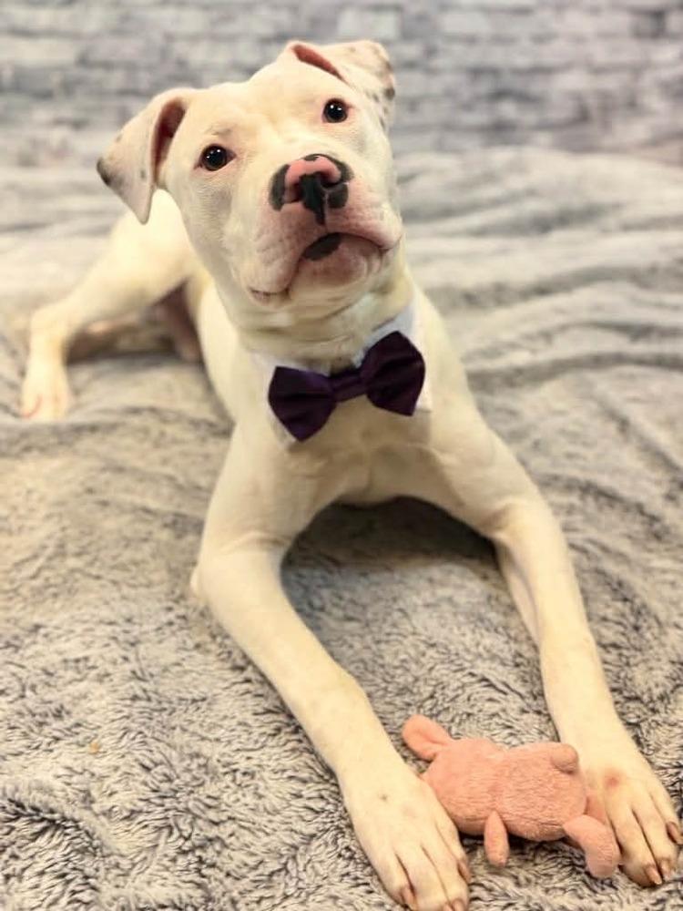 Enlarge Puck, a Adoptable mixed breed in Grand Rapids, MI image 2/5