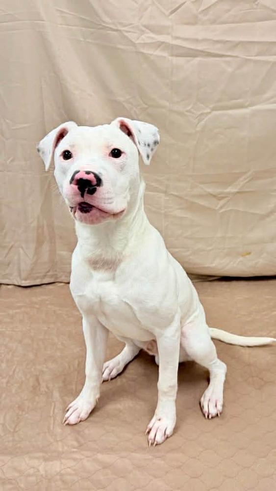 Enlarge Puck, a Adoptable mixed breed in Grand Rapids, MI image 4/5