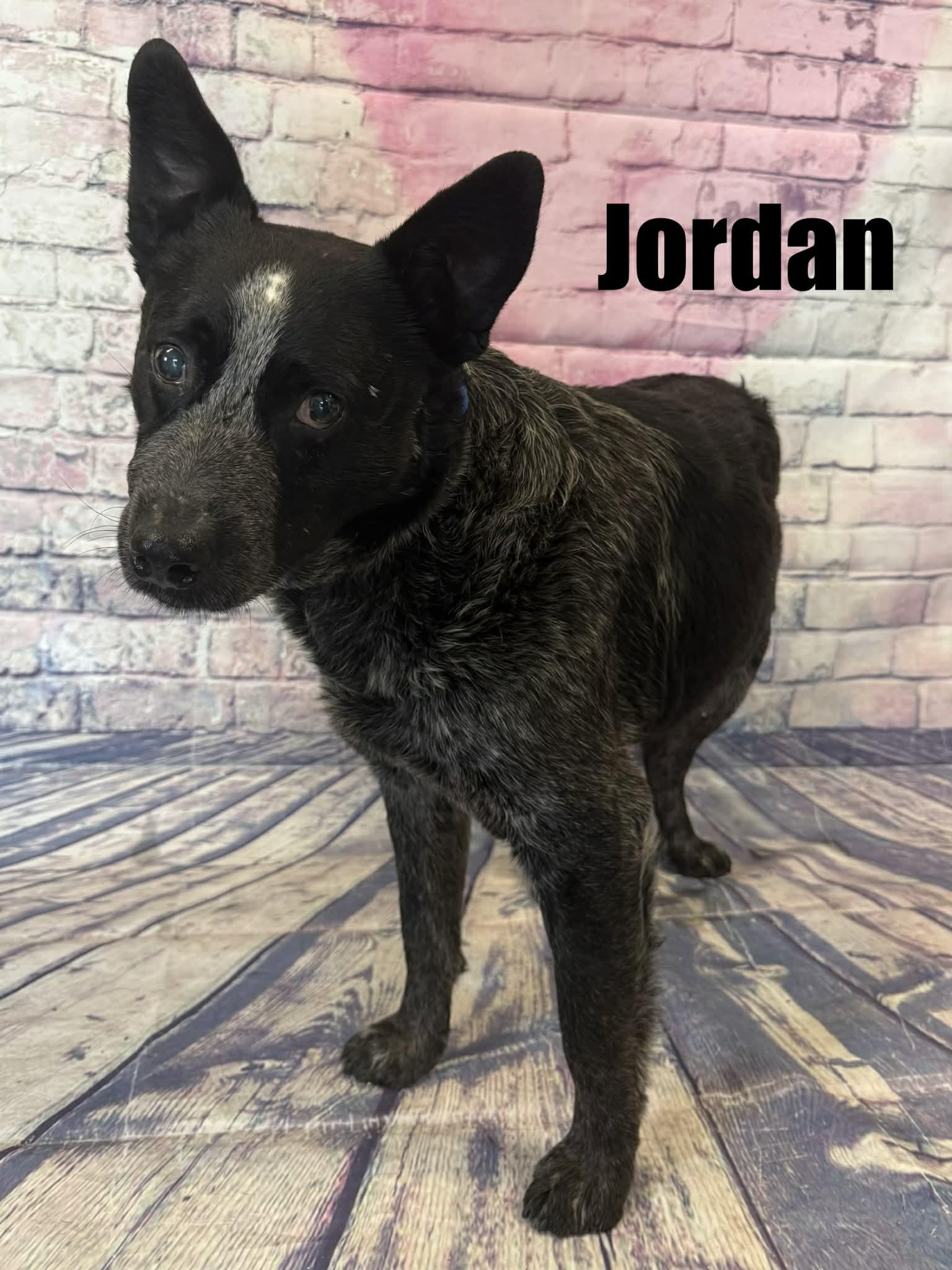 Jordan, ADOPTABLE, Adult Male Australian Cattle Dog / Blue Heeler.
