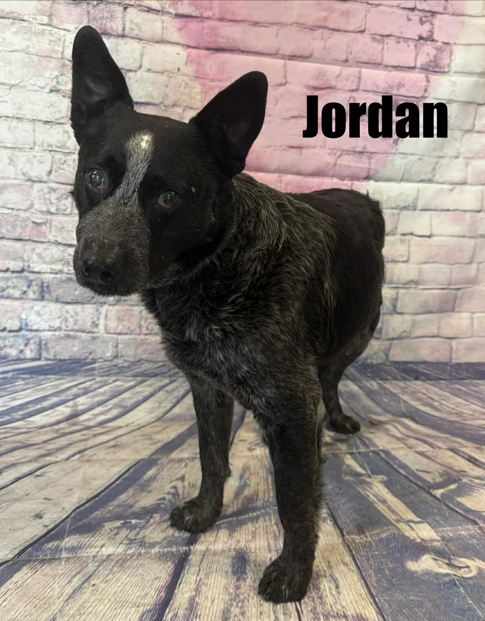 Enlarge Jordan, a ADOPTABLE Australian Cattle Dog / Blue Heeler in Quincy, MI image 2/2