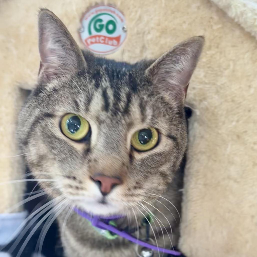 Enlarge Wall-E, a Adoptable Domestic Short Hair in Saratoga Springs, NY image 2/5