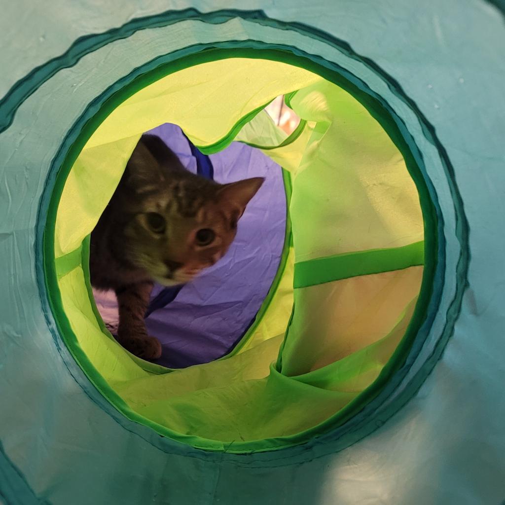 Enlarge Wall-E, a Adoptable Domestic Short Hair in Saratoga Springs, NY image 3/5