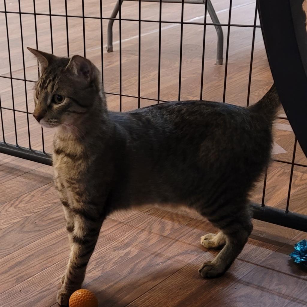 Enlarge Wall-E, a Adoptable Domestic Short Hair in Saratoga Springs, NY image 4/5