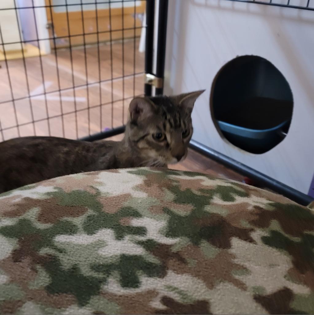 Enlarge Wall-E, a Adoptable Domestic Short Hair in Saratoga Springs, NY image 5/5