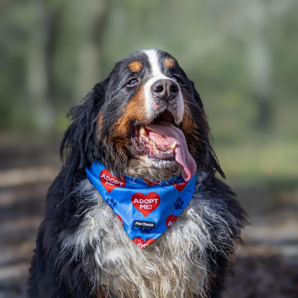 Bach Cocoa, Adoptable, Adult Male Bernese Mountain Dog.