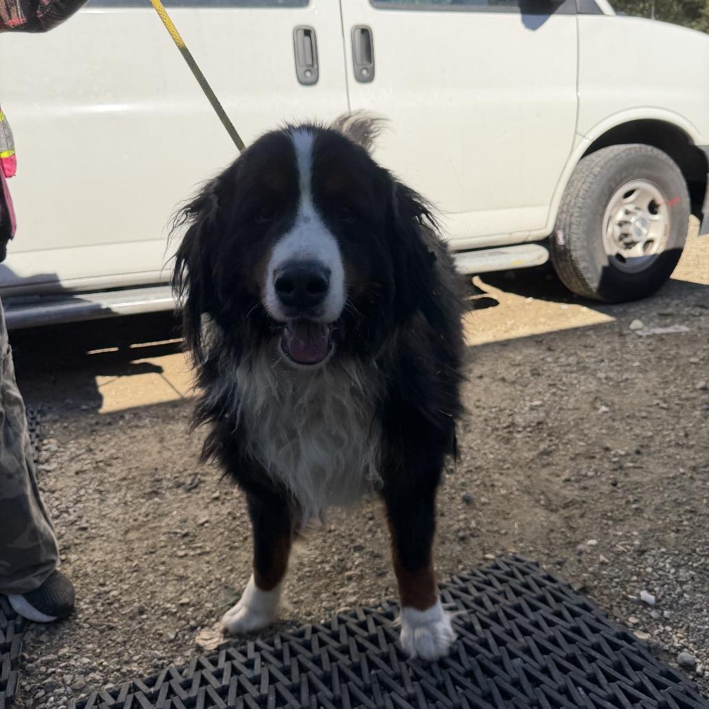 Enlarge Bach Cocoa, a Adoptable Bernese Mountain Dog in Northbrook, IL image 2/4
