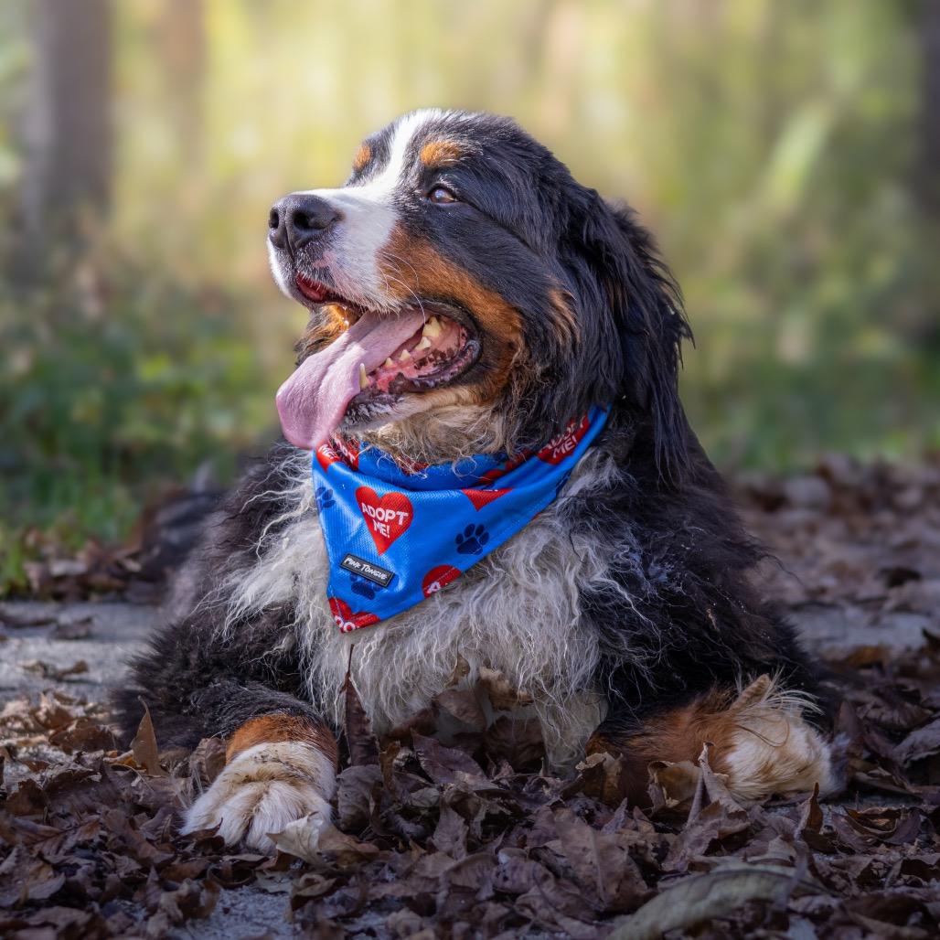 Enlarge Bach Cocoa, a Adoptable Bernese Mountain Dog in Northbrook, IL image 3/4
