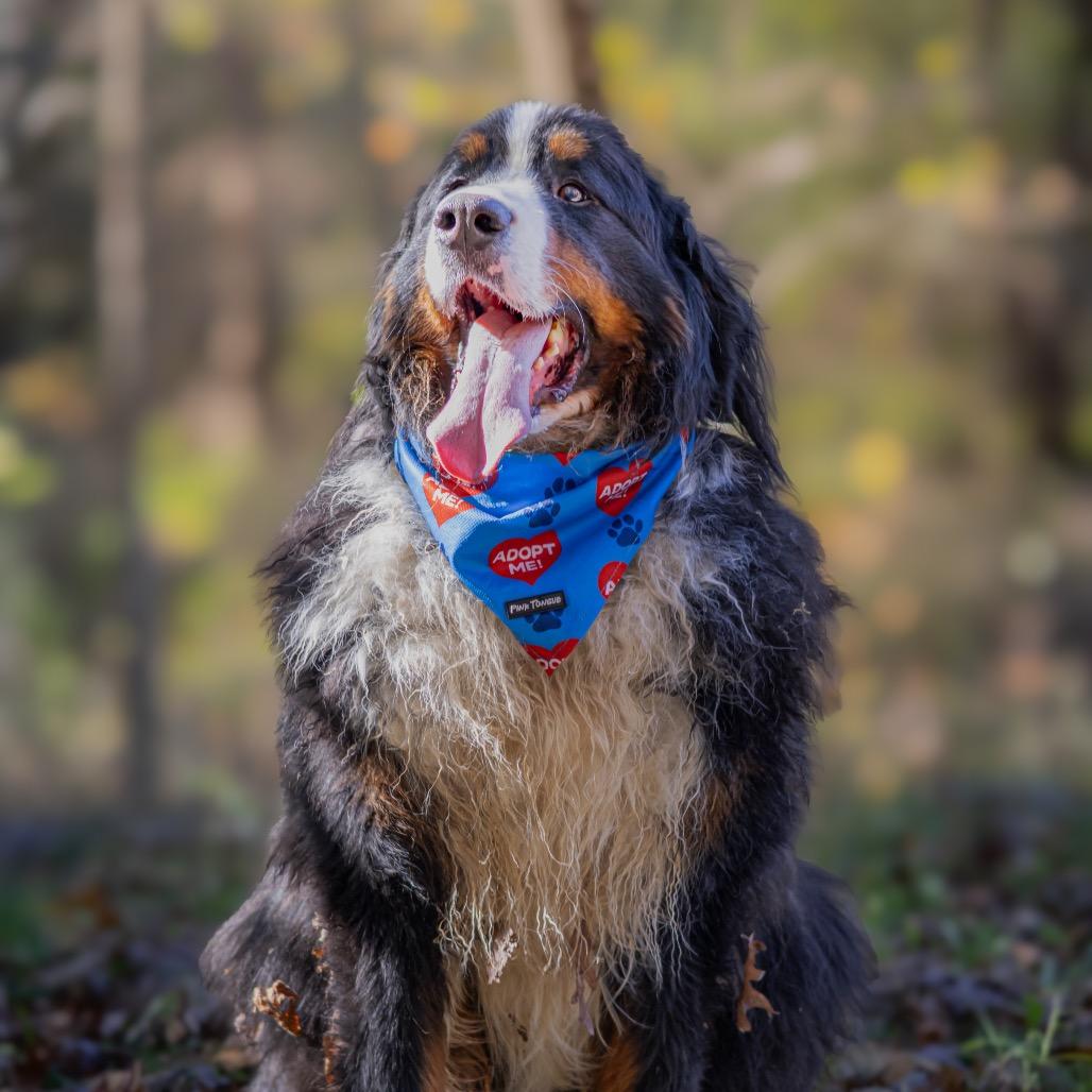 Enlarge Bach Cocoa, a Adoptable Bernese Mountain Dog in Northbrook, IL image 4/4