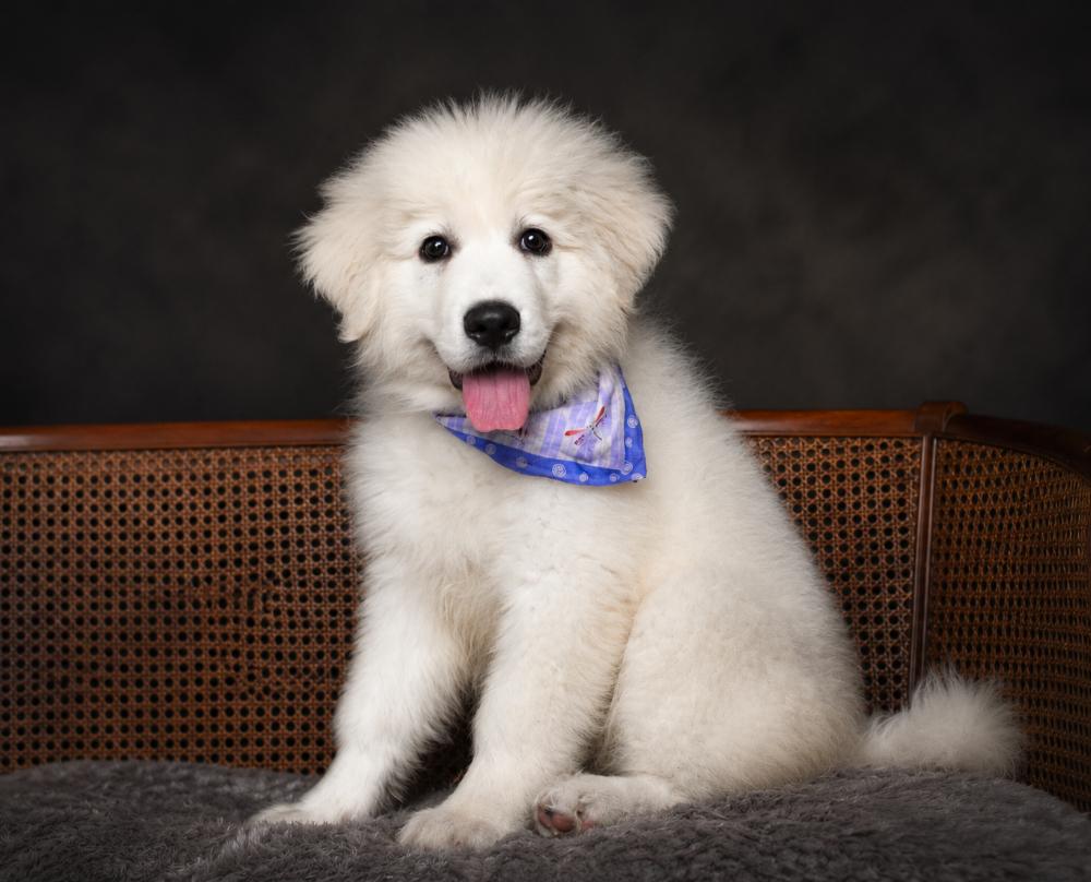 Sailor, a ADOPTABLE Great Pyrenees in Cheboygan, MI image 1/6