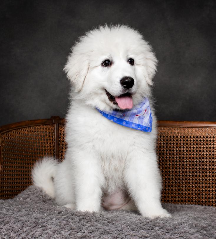 Sailor, a ADOPTABLE Great Pyrenees in Cheboygan, MI image 2/6